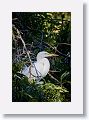 04b-097 * Great Egret * Great Egret