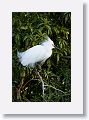 04b-098 * Snowy Egret * Snowy Egret