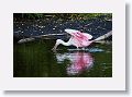 04b-108 * Roseate Spoonbill * Roseate Spoonbill