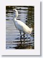 04c-001 * Snowy Egret * Snowy Egret