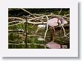 04c-005 * Roseate Spoonbill * Roseate Spoonbill