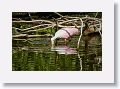 04c-006 * Roseate Spoonbill * Roseate Spoonbill