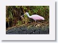 04c-009 * Roseate Spoonbill * Roseate Spoonbill