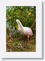 04c-010 * Roseate Spoonbill * Roseate Spoonbill