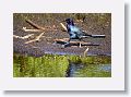 04c-045 * Boat-tailed Grackle, male * Boat-tailed Grackle, male