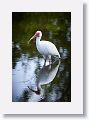 04c-053 * White Ibis * White Ibis