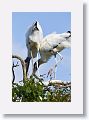 04c-054 * Wood Storks * Wood Storks