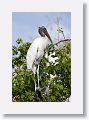 04c-055 * Wood Stork * Wood Stork