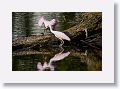 04c-058 * Roseate Spoonbills * Roseate Spoonbills