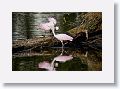 04c-059 * Roseate Spoonbills * Roseate Spoonbills