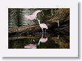 04c-060 * Roseate Spoonbills * Roseate Spoonbills