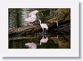 04c-061 * Roseate Spoonbills * Roseate Spoonbills