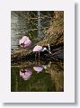 04c-062 * Roseate Spoonbills * Roseate Spoonbills