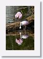 04c-063 * Roseate Spoonbills building a nest * Roseate Spoonbills building a nest