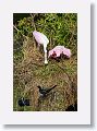 04c-064 * Roseate Spoonbills building a nest * Roseate Spoonbills building a nest