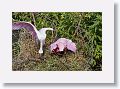 04c-065 * Roseate Spoonbills building a nest * Roseate Spoonbills building a nest