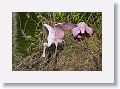 04c-066 * Roseate Spoonbills building a nest * Roseate Spoonbills building a nest