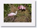 04c-067 * Roseate Spoonbills building a nest * Roseate Spoonbills building a nest