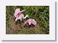 04c-068 * Roseate Spoonbills building a nest * Roseate Spoonbills building a nest