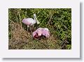 04c-069 * Roseate Spoonbills building a nest * Roseate Spoonbills building a nest