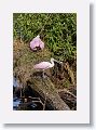 04c-070 * Roseate Spoonbills building a nest * Roseate Spoonbills building a nest