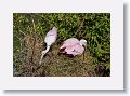 04c-072 * Roseate Spoonbills building a nest * Roseate Spoonbills building a nest