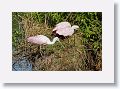 04c-073 * Roseate Spoonbills building a nest * Roseate Spoonbills building a nest