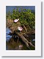 04c-074 * Roseate Spoonbills building a nest * Roseate Spoonbills building a nest