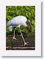 04c-076 * Wood Stork * Wood Stork