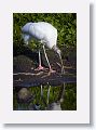 04c-077 * Wood Stork * Wood Stork