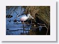 04c-078 * Roseate Spoonbills * Roseate Spoonbills