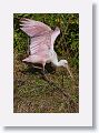 04c-079 * Roseate Spoonbill building a nest * Roseate Spoonbill building a nest