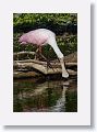 04c-080 * Roseate Spoonbill * Roseate Spoonbill