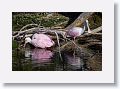 04c-081 * Roseate Spoonbills * Roseate Spoonbills