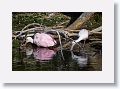 04c-082 * Roseate Spoonbills * Roseate Spoonbills