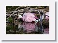 04c-083 * Roseate Spoonbills * Roseate Spoonbills