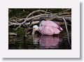 04c-084 * Roseate Spoonbill * Roseate Spoonbill