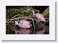 04c-085 * Roseate Spoonbills * Roseate Spoonbills