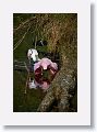 04c-086 * Roseate Spoonbills * Roseate Spoonbills