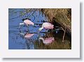 04c-087 * Roseate Spoonbills * Roseate Spoonbills