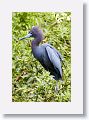 04c-092 * Little Blue Heron * Little Blue Heron