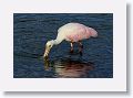 04c-093 * Roseate Spoonbill * Roseate Spoonbill