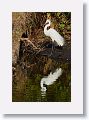 04c-095 * Great Egret * Great Egret