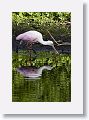 04c-099 * Roseate Spoonbill * Roseate Spoonbill