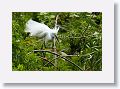 04d-005 * Snowy Egret in breeding plumage * Snowy Egret in breeding plumage