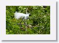 04d-006 * Snowy Egret in breeding plumage * Snowy Egret in breeding plumage