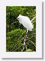 04d-007 * Snowy Egret in breeding plumage * Snowy Egret in breeding plumage