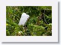 04d-008 * Great Egret * Great Egret