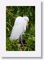 04d-009 * Great Egret * Great Egret