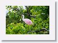 04d-010 * Roseate Spoonbill * Roseate Spoonbill